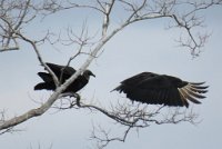 IMG 7159  Black Vultures, Challenge Seven Memorial Park, Webster, TX
