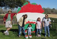 FrobergFarmStrawberry  Strawberry Picking at Froberg's Farm, Alvin, TX