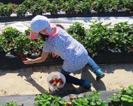 IMG 7050  Megan Picking Strawberries, Froberg's Farm, Alvin, TX