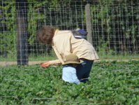 IMG 7059  Examining a strawberry, Froberg's Farm, Alvin, TX