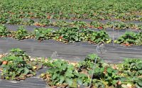 IMG 7069  Rows of Strawberries, Froberg's Farm, Alvin, TX