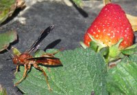 IMG 7085  Wasp and Strawberry, Froberg's Farm, Alvin, TX