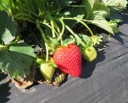IMG 7104  a very nice ripe strawberry, Froberg's Farm, Alvin, TX