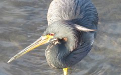 IMG_5629 Tri-colored Heron, Leonnabelle Turnbull Birding Center, Port Aransas, Tx