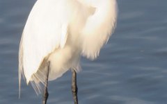 IMG_5631 Great Egret, Leonnabelle Turnbull Birding Center, Port Aransas, Tx