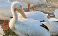 IMG_5634 American White Pelican, Leonnabelle Turnbull Birding Center, Port Aransas, Tx