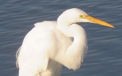 IMG_5639 Great Egret, Leonnabelle Turnbull Birding Center, Port Aransas, Tx