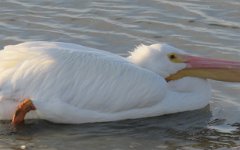 IMG_5654 American White Pelican, Leonnabelle Turnbull Birding Center, Port Aransas, Tx