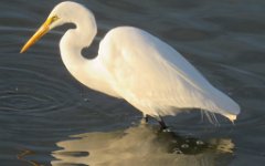 IMG_5659 Great Egret, Leonnabelle Turnbull Birding Center, Port Aransas, Tx