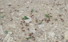 IMG_5905 Leaf Cutter Ants, Matagorda County Birding Center, Bay City, Tx