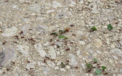 IMG_5907 Leaf Cutter Ants, Matagorda County Birding Center, Bay City, Tx