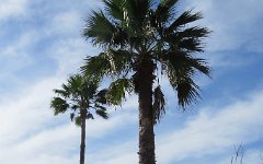 IMG_5310 Palm Tree, Leeward Isles, Padre Island, Corpus Christi, Tx