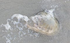 IMG_5481 Jellyfish, Padre Island Beach, Corpus Christi, Tx