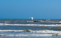 IMG_5818 Ring Billed Gull, Padre Island National Seashore