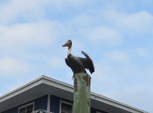 IMG_6002 Brown Pelican, Galveston Bay