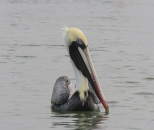 IMG_6005 Brown Pelican, Galveston Bay