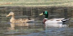 IMG_8102 Mallard ducks, Overton Park, TN