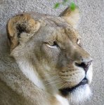 IMG_8109 African Lion, Memphis Zoo, TN
