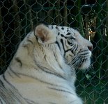 IMG_8111 Sumatran Tiger, Memphis Zoo, TN