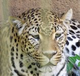 IMG_8115 Leopard, Memphis Zoo, TN