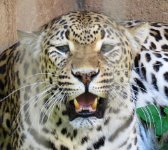 IMG_8118 Leopard, Memphis Zoo, TN