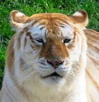 IMG_8121 Sumatran Tiger, Memphis Zoo, TN