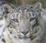 IMG_8125 Snow Leopard, Memphis Zoo, TN