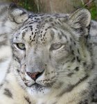 IMG_8128 Snow Leopard, Memphis Zoo, TN