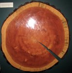 IMG 4540  Cross section of an Eastern White Pine from Searsmont, ME, Maine State Museum, Augusta, ME