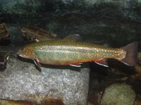 IMG 4504  Eastern Brook Trout at LL Bean Flagship store, Freeport, ME