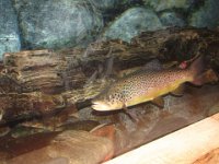 IMG 4508  Brown Trout at LL Bean Flagship store, Freeport, ME