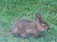 IMG 5216  Rabbit, The Rocks Provincial Park