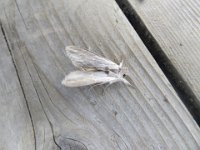 IMG 0124  Moth, Fundy National Park