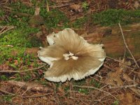 IMG 5292  Fungus, Laverty Falls Loop Trail, Fundy National Park
