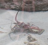 IMG_6875 Lobster, Aquarium Pyramid, Moody Gardens, Galveston, TX