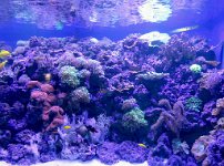 IMG_6890 Coral Reef, Aquarium Pyramid, Moody Gardens, Galveston, TX