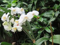 IMG_7175 Moth Orchid, Rainforest Pyramid, Moody Gardens, Galveston, TX