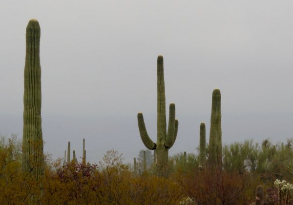 Day04-Saguaro