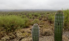 IMG_2347 Sonoran Desert, Saguaro National Park