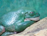 IMG_2424 Waxy Green Tree Frog, Arizona Sonora Desert Museum, Tucson, AZ