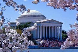 IMG_1416 Jefferson Memorial, Cherry Blossom Festival, Washington DC