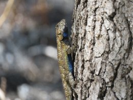 IMG_1444 Eastern Fence Lizard, Falling Waters State Park, FL