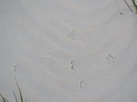 IMG 6378  footprints, Padre Island National Seashore