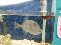 IMG 5967  Pinfish, Sea Life Center, Port Isabel, TX