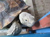 IMG 5975  Tortoise, Sea Life Center, Port Isabel, TX