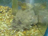 IMG 5984  Toad Fish, Sea Life Center, Port Isabel, TX