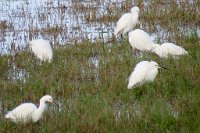 IMG 6177  Snowy Egrets, Laguna Atascosa NWR, TX