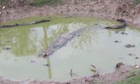 IMG 6189  Alligator in Alligator Pond, Laguna Atascosa NWR, TX