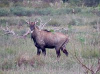 IMG 6222  Nilgai Antelope, Laguna Atascosa NWR, TX