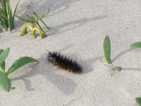 IMG 6135  caterpillar, South Padre Island, TX